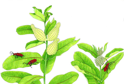 Painting of Red Milkweed Beetles on Milkweed plants
